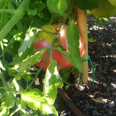 Agriturismo Il Ciuffo 팜스테이