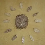 Agriturismo Il Ciuffo Κατάλυμα σε φάρμα *