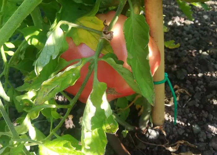 Agriturismo Il Ciuffo בית חווה